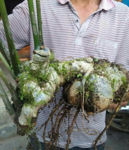 Hinh anh Su that ngo ngang quanh nhung cu sam Ngoc Linh khong lo gia nua ty 3