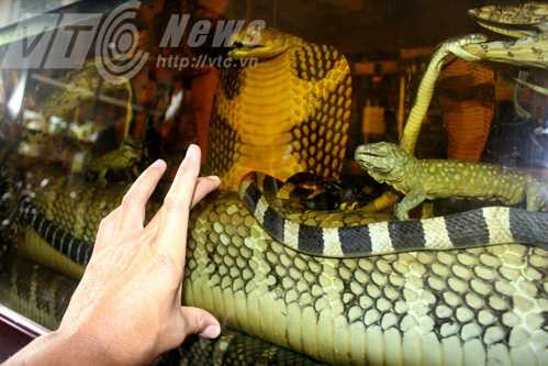 dai-ho-chua-dai-8m-vui-thay-trong-be-ruou-0 3