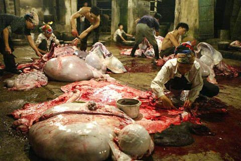 mo trau - PHam Hai 5