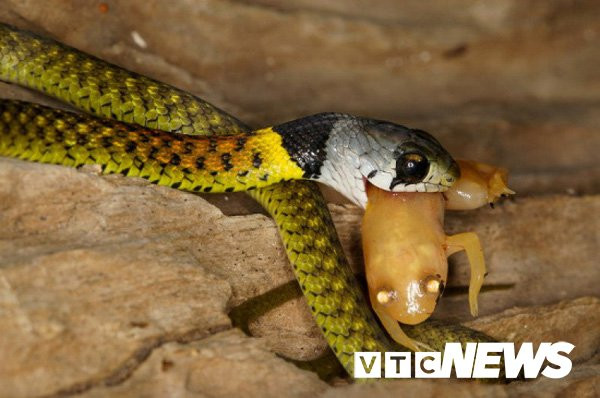 1460010241-dong-ran-10