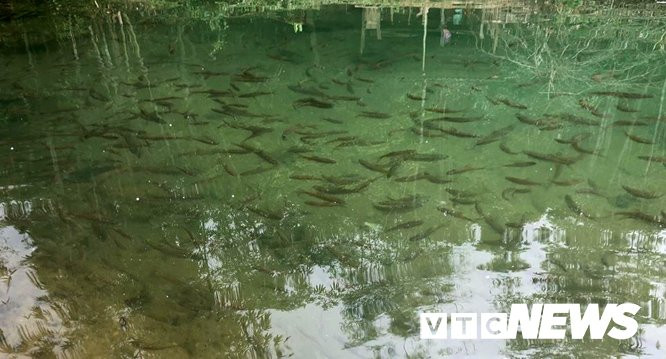 suoi-ca-ban-buot (5)