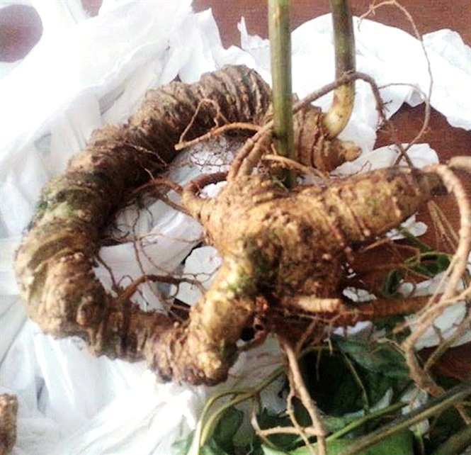 Lam-giau-khac-nguoi-uom-14-28-55_nh_1-1543219365-width665height642 4