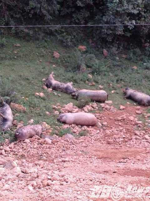 13428455_1103756673028741_3921441395397127838_n_GF