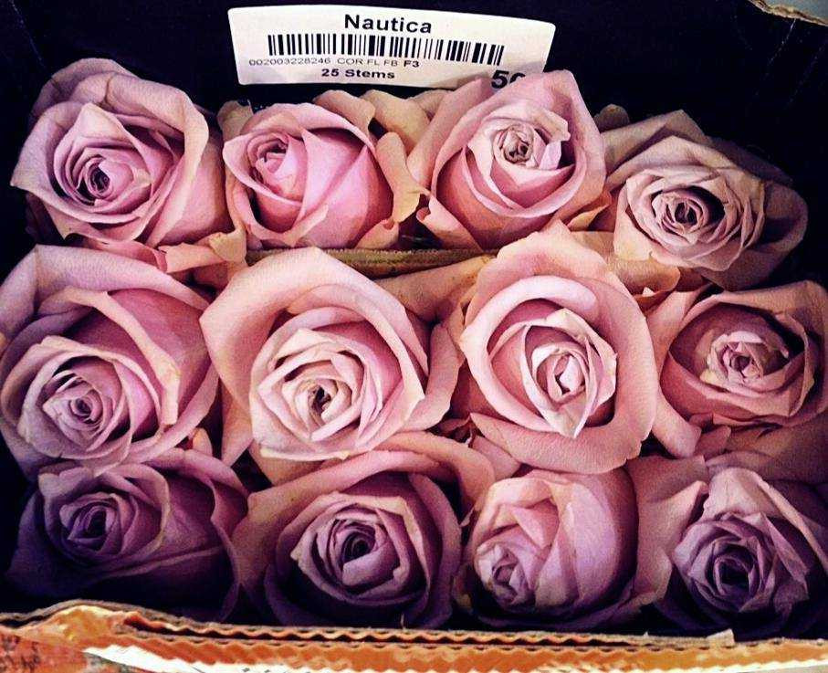 1233514_656142604403368_1