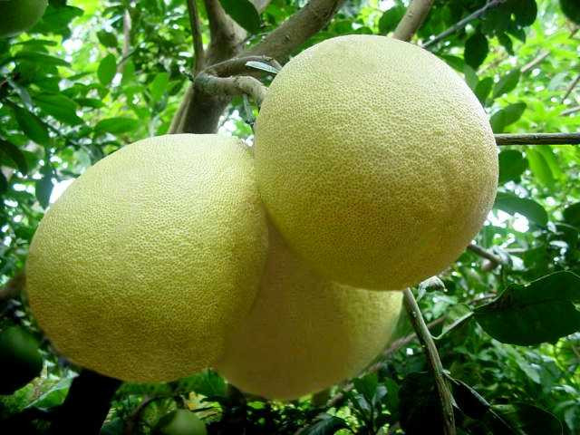 cach-chon-buoi-ngon-de-th