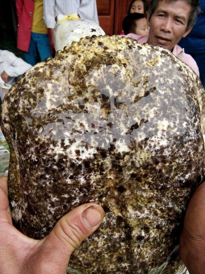 31059591_987480038068239_7739392421552717824_n 3