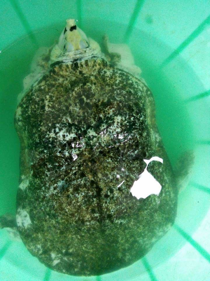 31124354_987480008068242_4338697897093627904_n