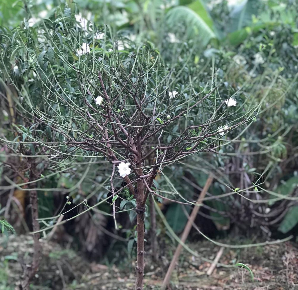 47687228_2142342479193148_5862376882955091968_o 3