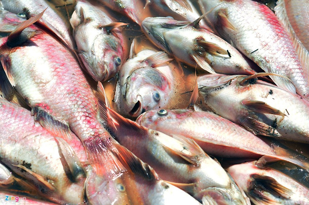 Ngu dan rot nuoc mat vot hang tram tan ca chet de u phan hinh anh 8