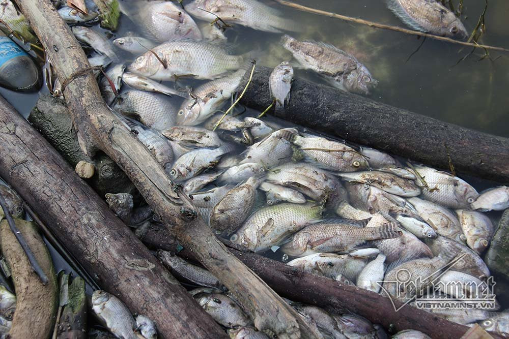 cá chết,Hạ Long,Quảng Ninh