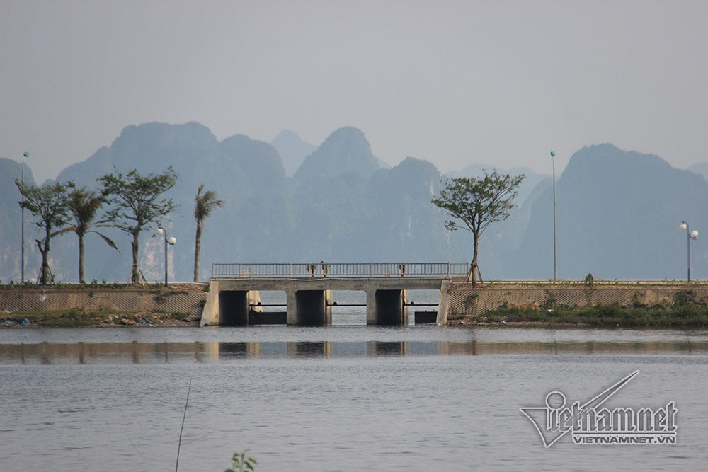 cá chết,Hạ Long,Quảng Ninh