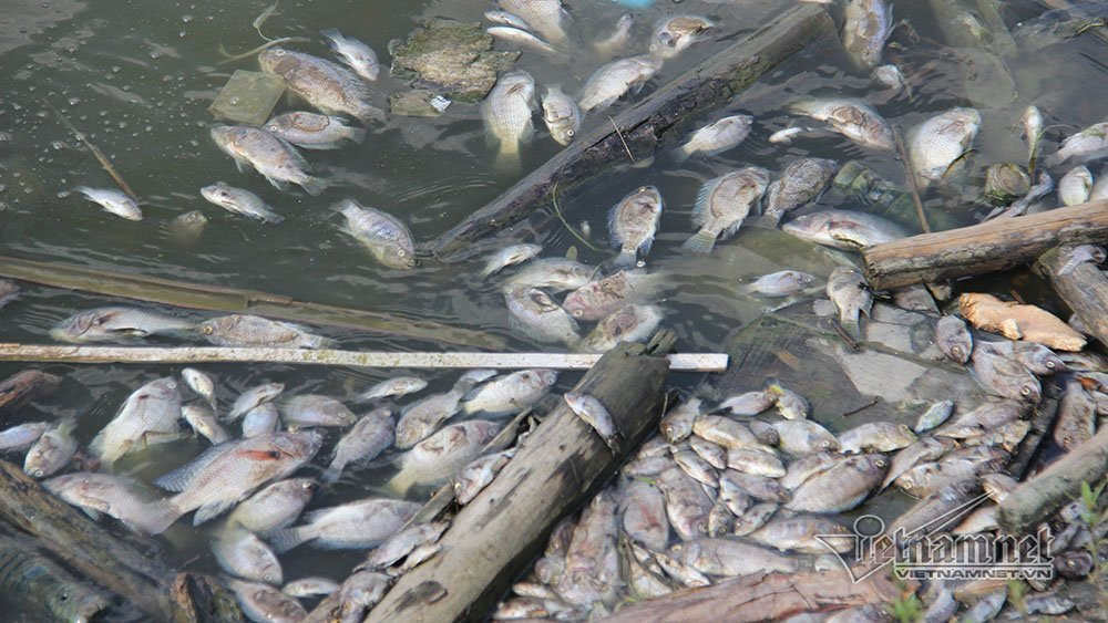 cá chết,Hạ Long,Quảng Ninh