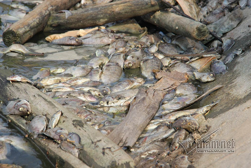 cá chết,Hạ Long,Quảng Ninh