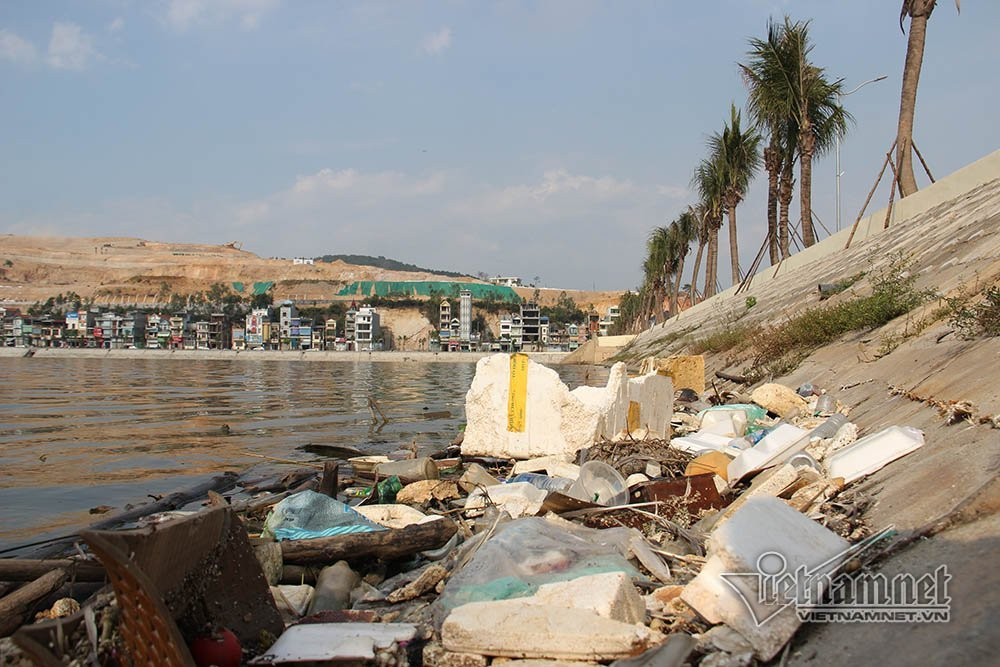cá chết,Hạ Long,Quảng Ninh