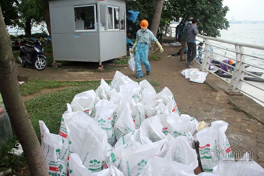 cá chết,cã chết hồ Tây,Hà Nội,hồ Tây