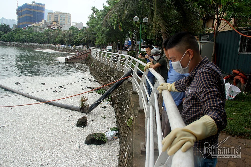 cá chết,cã chết hồ Tây,Hà Nội,hồ Tây
