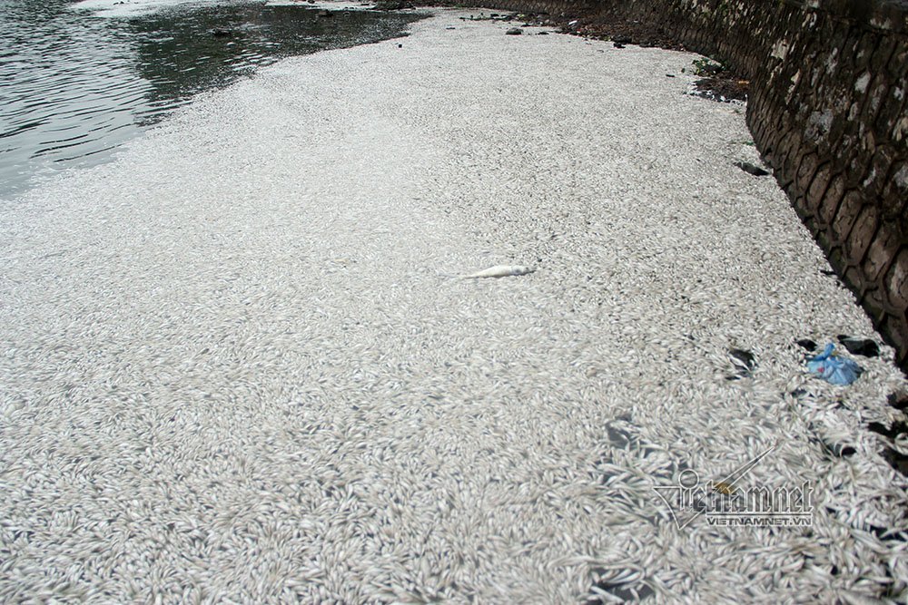 cá chết,cã chết hồ Tây,Hà Nội,hồ Tây