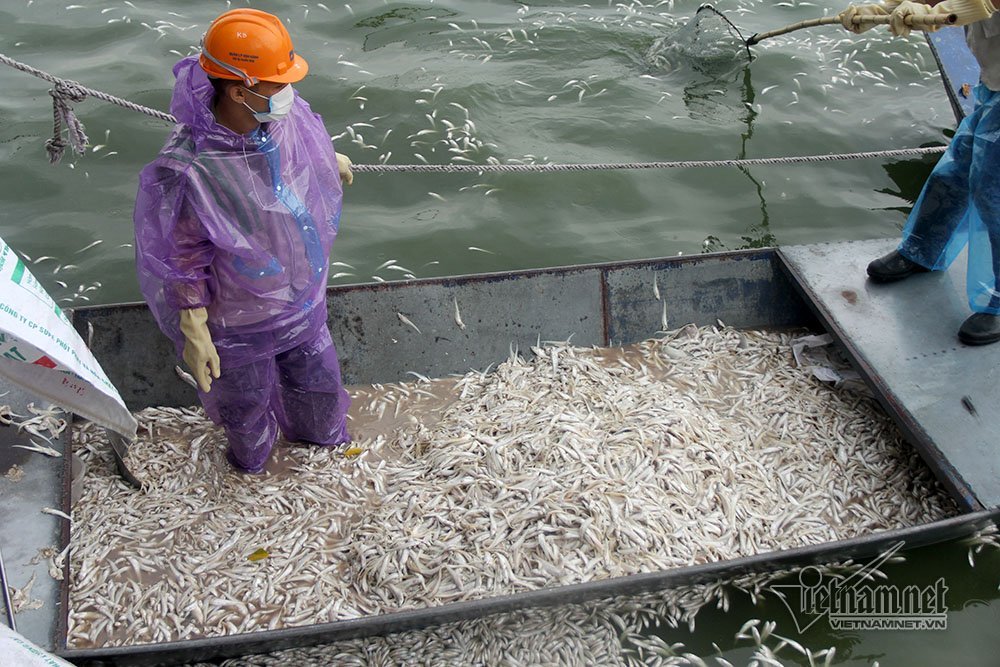 cá chết,cã chết hồ Tây,Hà Nội,hồ Tây