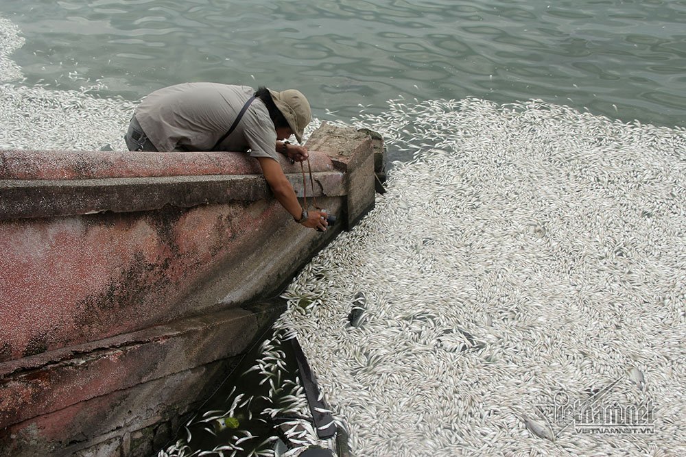 cá chết,cã chết hồ Tây,Hà Nội,hồ Tây