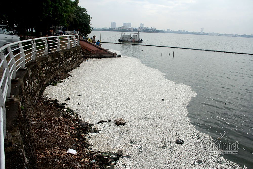 cá chết,cã chết hồ Tây,Hà Nội,hồ Tây