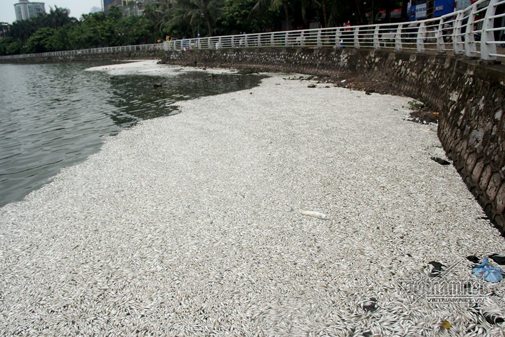 cá chết,cã chết hồ Tây,Hà Nội,hồ Tây