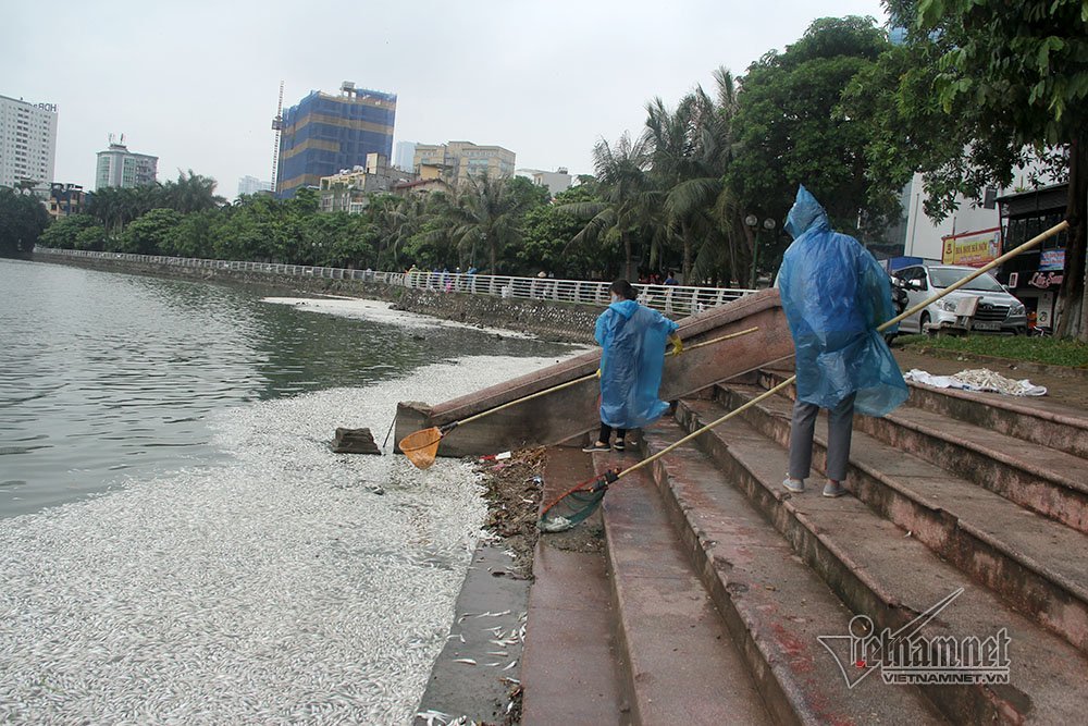 cá chết,cã chết hồ Tây,Hà Nội,hồ Tây
