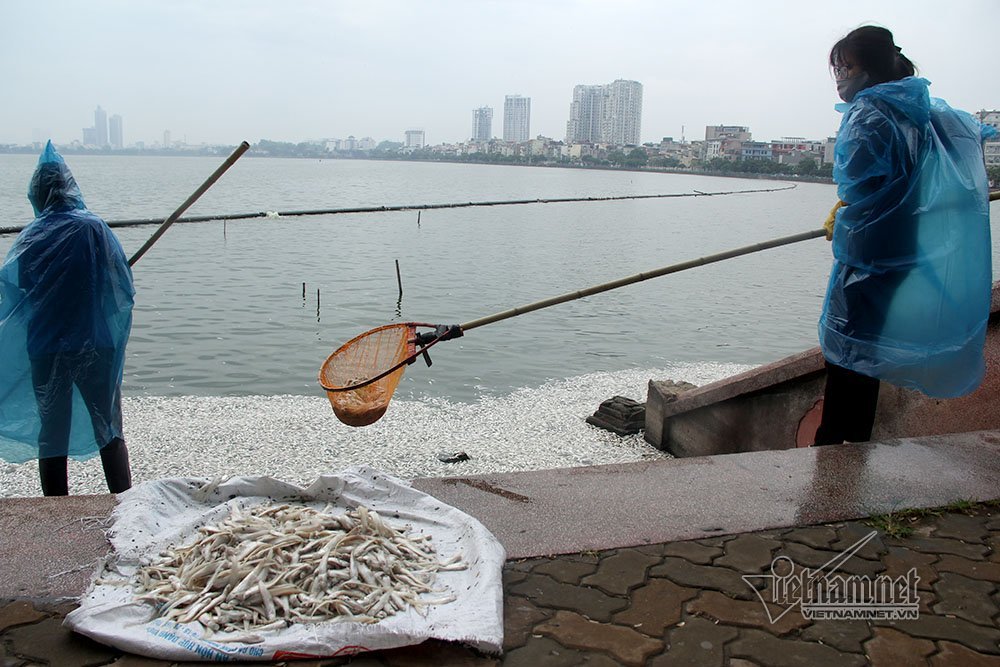 cá chết,cã chết hồ Tây,Hà Nội,hồ Tây