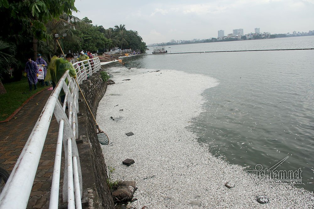 cá chết,cã chết hồ Tây,Hà Nội,hồ Tây