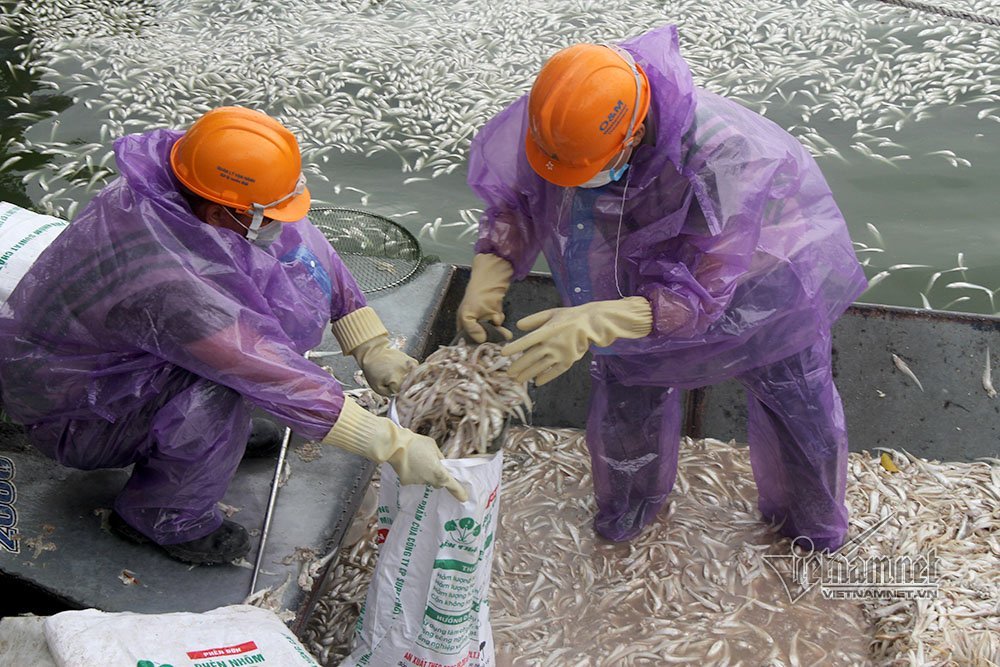 cá chết,cã chết hồ Tây,Hà Nội,hồ Tây