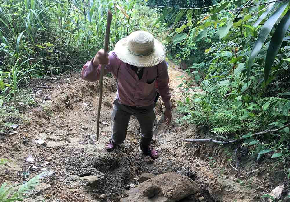 Nghệ An,lâm tặc,phá rừng