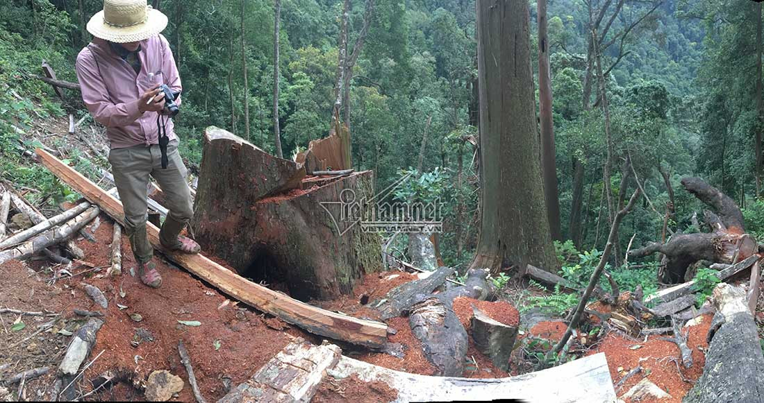 Nghệ An,lâm tặc,phá rừng