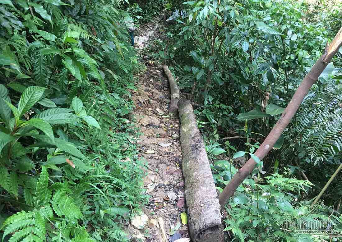 Nghệ An,lâm tặc,phá rừng