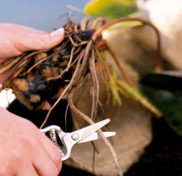 cachtronghoasungtrongchaudongiandepngongang3-1478617590