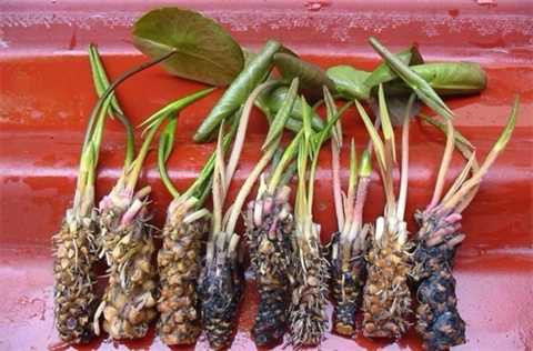 cu-sung281129160-1478617479