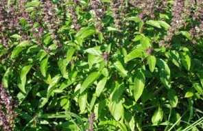 tulsi-plant-300x284
