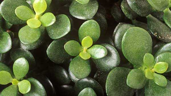 147610921426208-6_abca