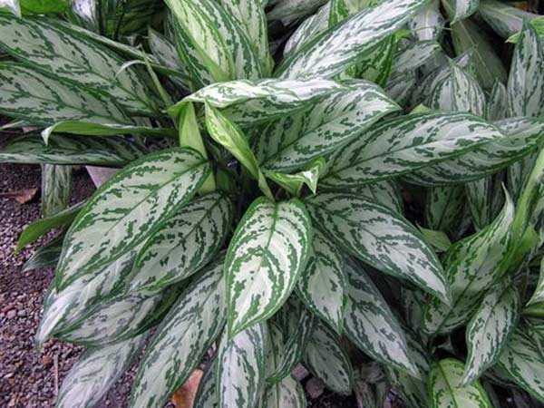 147610921487128-4_eneb