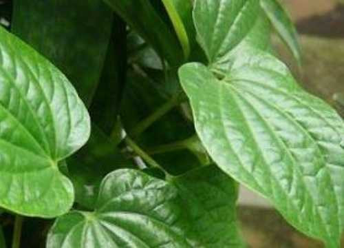 tri hoi chan khi di giay dspl3