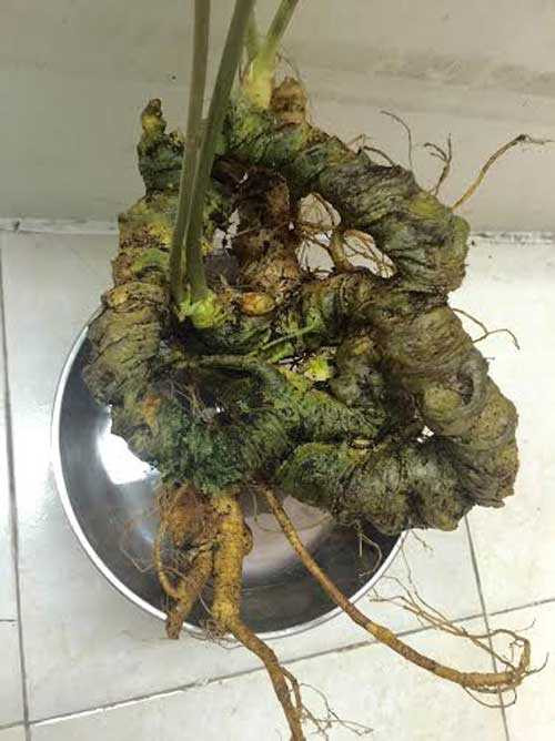 20161213151014-tam-that-11