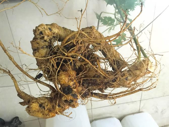 20161213153349-tam-that-6