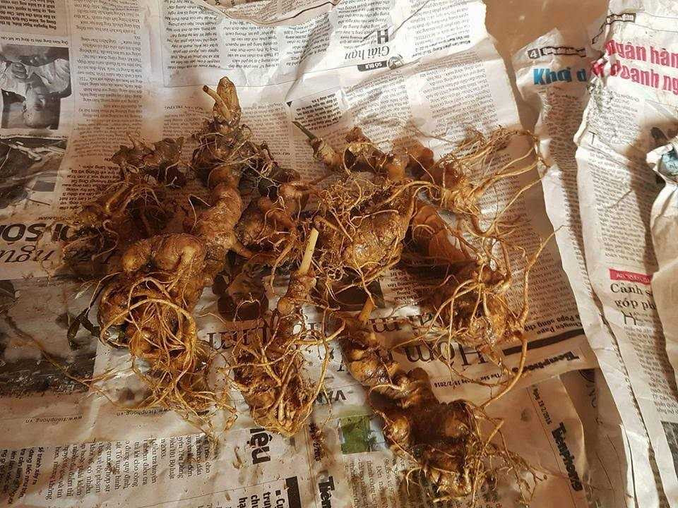 20161220173433-sam-ngoc-linh-1