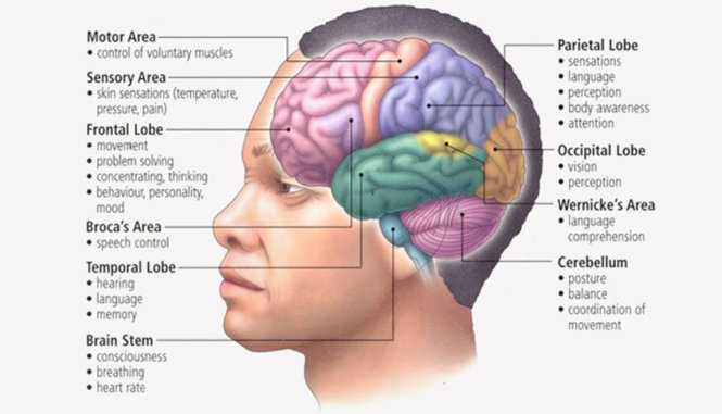 basic-structure-and-function-of-human-brain-1483518386