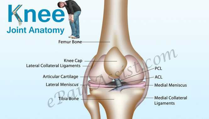 knee-joint-anatomy-1483518429