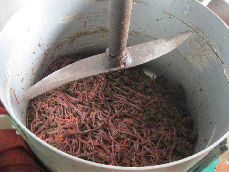 20170113105608-giun-que