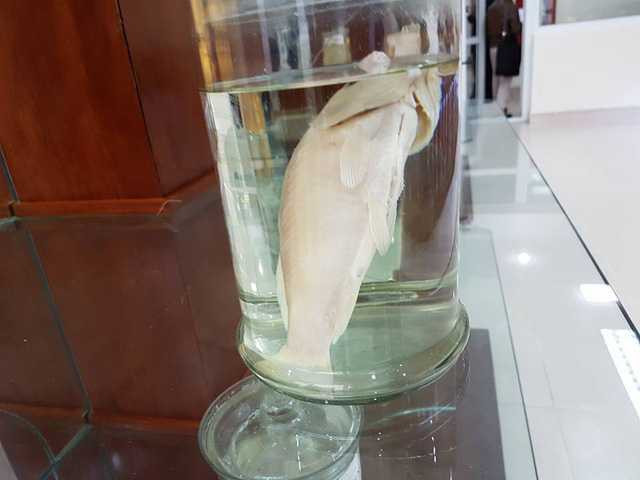 ky-sinh-trung-11-1486572762140