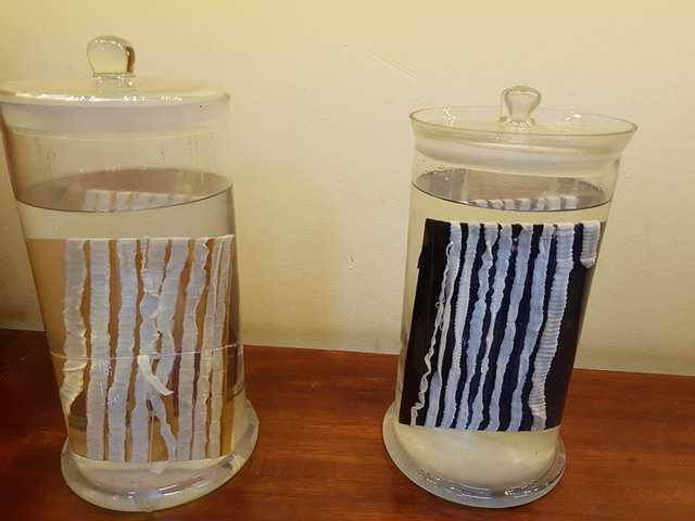 ky-sinh-trung-7-1486572762134