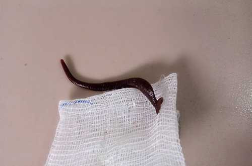 a-noi-soi-gap-vat-2-3085-1487240162