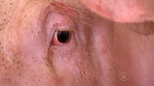 diaz-pig-eye-transplants-3-201-7863-6608-1487556889