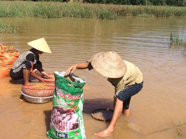 Những người nông dân cố gắng cứu lấy số thóc bị ngập lụt nhưng không được. Lúa hầu như đã nãy mầm, chỉ còn cách đưa về cho gà, cho vịt ăn