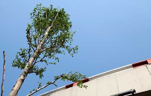 hn: ky la hang tram cay xanh trong duoi duong dien cao the hinh anh 2